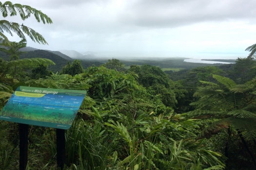 daintree_rainforest-1.jpg